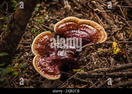 Reishi mushroom Ganoderma lucidum 9373 Stock Photo