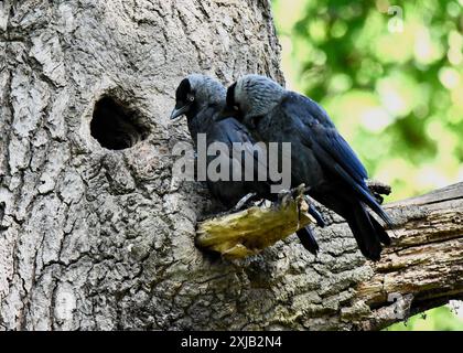 Jackdaws (Coloeus corvus monedula) perched on a broken branch by a nesting hole, one looking in, as if waiting. Richmond Park, London Stock Photo