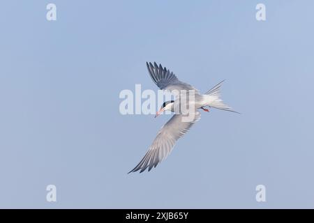Common tern Sterna hirundo, adult flying, Minsmere RSPB reserve, Suffolk, England, July Stock Photo