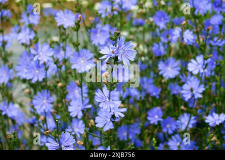 Common chicory flowers Cichorium intybus blue Stock Photo