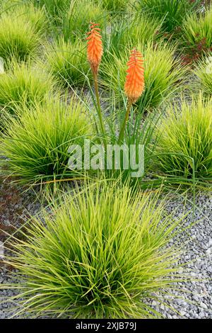 Alopecurus pratensis 'Aureovariegatus' Gold Foxtail Grass Ornamental Tufted growing in gravel Red hot poker Kniphofia uvaria Stock Photo