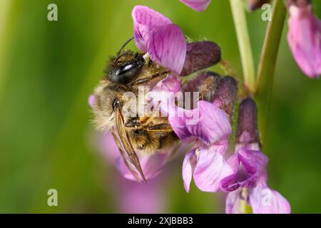 Red Mason Bee (Osmia bicornis) female at pink purple flowers of a Bush Vetch Stock Photo