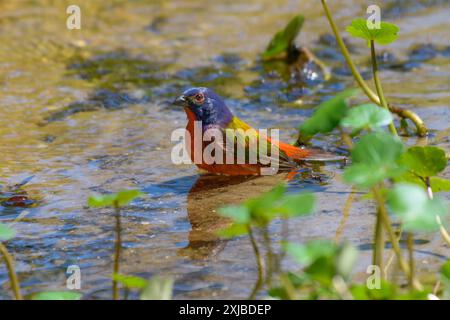 Painted Bunting male bathing in a steam with its reflection in  water Stock Photo