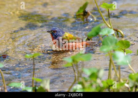 Painted Bunting male bathing in a steam with its reflection in  water Stock Photo