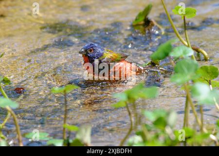 Painted Bunting male bathing in a steam with its reflection in  water Stock Photo