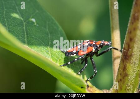 Red Nymph Stage of Spotted Lanternfly in Berks County, Pennsylvania Stock Photo