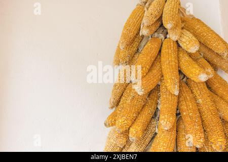 Bundle of Harvested Dried Corn Cobs Hanging on White Wall for Autumn Display. Stock Photo