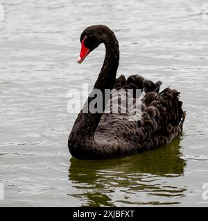 Black Swan at Oulton Broad Norfolk Stock Photo