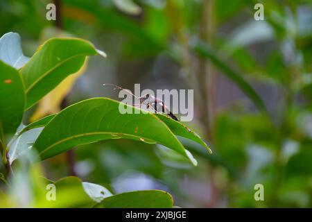 Leaffooted Bug- Leptoglossus phyllopus,cambodia Stock Photo