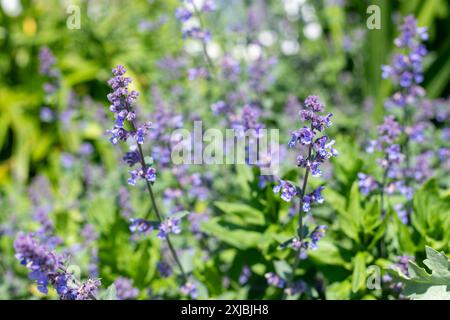 Close up of lesser cat mint (nepeta nepetella) flowers in bloom Stock Photo