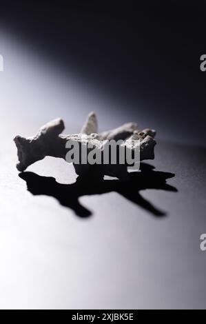 reflective photograph of piece of coral - close up - product studio photography - black white Stock Photo