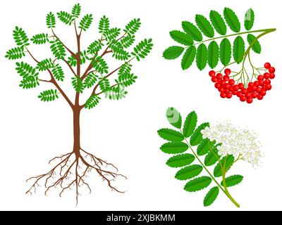 The illustration shows parts of a plant of red rowan. Stock Vector