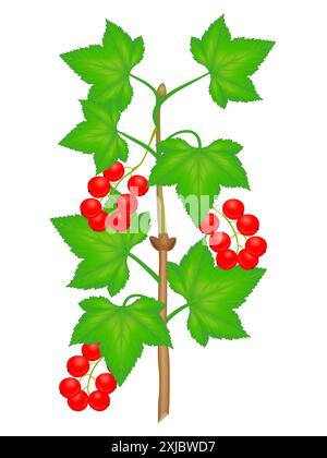 Branch of red currant with berries and leaves on a white background. Stock Vector