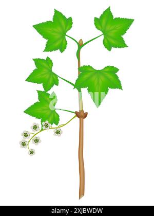 A branch of red currant with flowers and leaves on a white background. Stock Vector