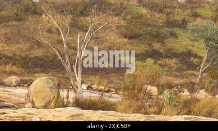 Granite rocks and boulders landscape scene with a dead tree nature background, Granite Belt, Queensland, Australia. Stock Photo