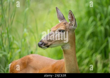 Close-up of white-tailed deer in summer meadow Stock Photo