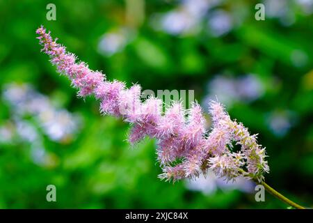 Astilbe chinensis Chinese spirea with pink, candle-shaped, panicle-shaped inflorescences as an ornamental plant in a cemetery in Germany Stock Photo