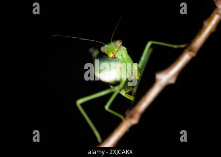 A beautiful praying mantis hunting in a garden on a warm evening Stock Photo