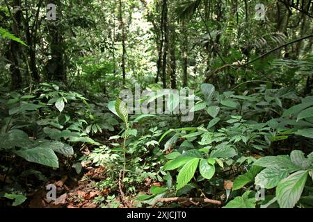 Vegetation on rainforest floor in Gunung Halimun National Park in Citalahab, Malasari, Nanggung, Bogor, West Java, Indonesia. Stock Photo