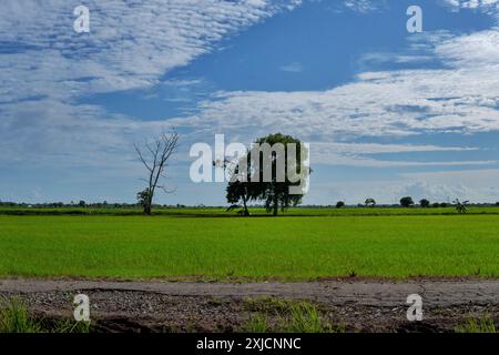 A landscape scene with a lone tree standing in the middle of a lush green rice field. The sky is blue and clear, with a few wispy clouds. Stock Photo