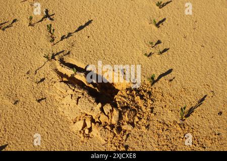 Kangaroo foot print in the yellow sand of Pinnacles desert, Western Australia Stock Photo