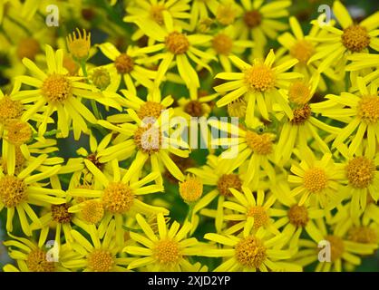 Mallnow, Germany. 13th July, 2024. The poisonous ragwort, also known as ...