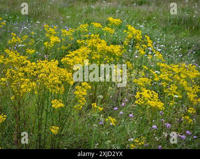 Mallnow, Germany. 13th July, 2024. The poisonous ragwort, also known as ...