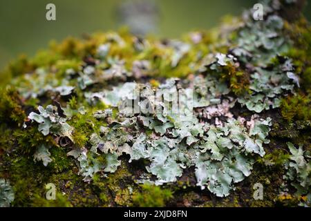 Lichen (Parmelia sulcata) and moss growing on the bark of a decaying tree, close up shot with selected focus, copy space Stock Photo