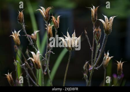 Dry seed heads of columbine (Aquilegia vulgaris) against a dark background, close up with selected focus, narrow depth of field Stock Photo