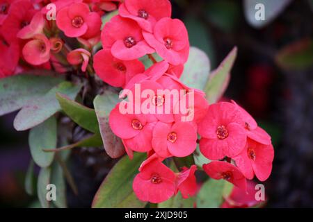 Crown of thorn plant (Euphorbia milii) in bloom with pinkish-red flowers : (pix Sanjiv Shukla) Stock Photo