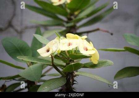 Yellow Crown of Thorns (Euphorbia milii var. splendens) in bloom : (pix Sanjiv Shukla) Stock Photo