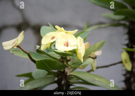 Yellow Crown of Thorns (Euphorbia milii var. splendens) in bloom : (pix Sanjiv Shukla) Stock Photo