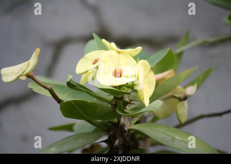 Yellow Crown of Thorns (Euphorbia milii var. splendens) in bloom : (pix Sanjiv Shukla) Stock Photo