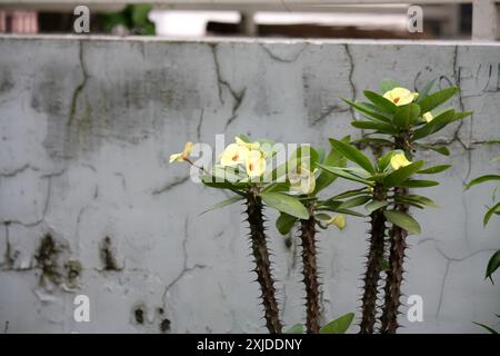 Yellow Crown of Thorns (Euphorbia milii var. splendens) in bloom : (pix Sanjiv Shukla) Stock Photo