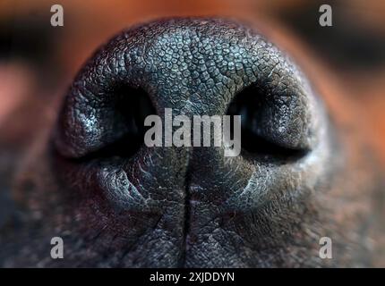 A dogs nose symbolizes loyalty and friendliness, highlighting the pets sensitive features Stock Photo