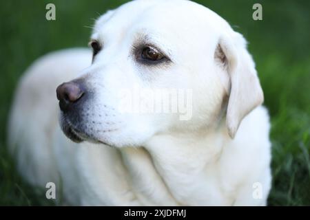 Cute white labrador on grass in summer garden Stock Photo