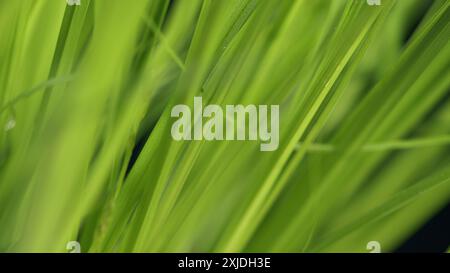 Macro Shot. Fresh Green Grass Close-Up. Green Grass Footage. Green Juicy Lawn. Green Grass Bunch. Plants Background. Alpine Meadow Densely Overgrown W Stock Photo