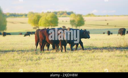 Static view. Black cows grazing on a green pasture. Black cow stands on a green meadow and eats grass. Stock Photo