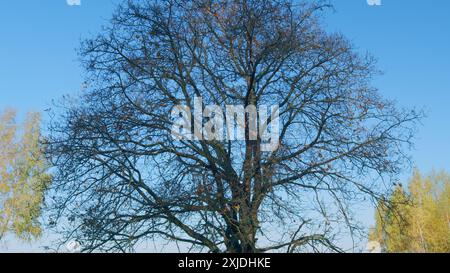 Real time. Autumn oak tree on a green meadow and blue sky. Landscape with old oak against clear blue sky. Stock Photo