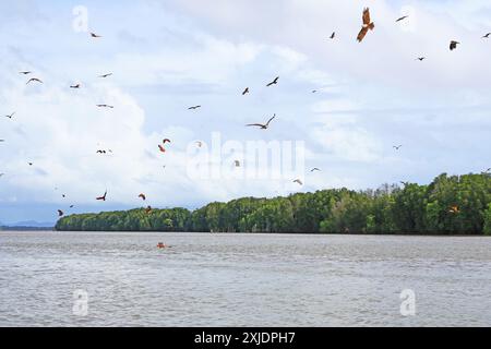 Large Cast of Red Hawks Flying over Welu River, Amphoe Khloong, Chanthaburi, the Eastern Region of Thailand Stock Photo
