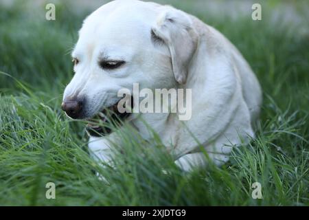 Cute white labrador eating grass in summer garden Stock Photo - Alamy