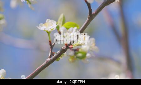 Slow motion. White blooming on a tree in early spring in the garden. White cherry flower with raindrops on the petals blooming. Stock Photo
