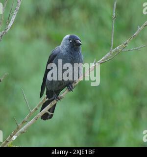 A Western Jackdaw sitting on a small branch, green background Stock Photo