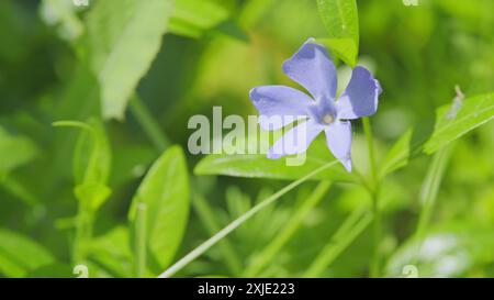 Slow motion. Small periwinkle blue flowers outdoors swaying in the wind. Vinca herbacea. Concept nature. Stock Photo