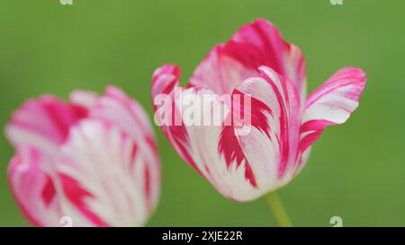 Close up. White tulip flower with pink stripes. Opened, bicolor, white tulip flower with crimson stripes. Stock Photo