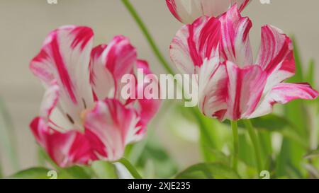 Close up. Floral backdrop. White tulip with a crimson stripe with an exquisite bud shape. Stock Photo