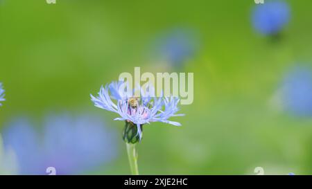 Slow motion. Cornflower or centaurea cyanus, on green background. Native to europe. Stock Photo