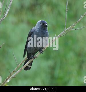 A Western Jackdaw sitting on a small branch, green background Gols Austria Stock Photo