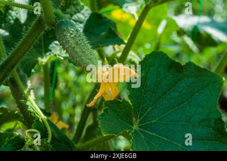 Close-up of a young cucumber with its flower still attached, growing amidst green foliage in a garden. Stock Photo