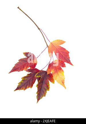 Autumn or summer leaves. Twig with red-yellow ash leaves on white isolated background. Design element Stock Photo